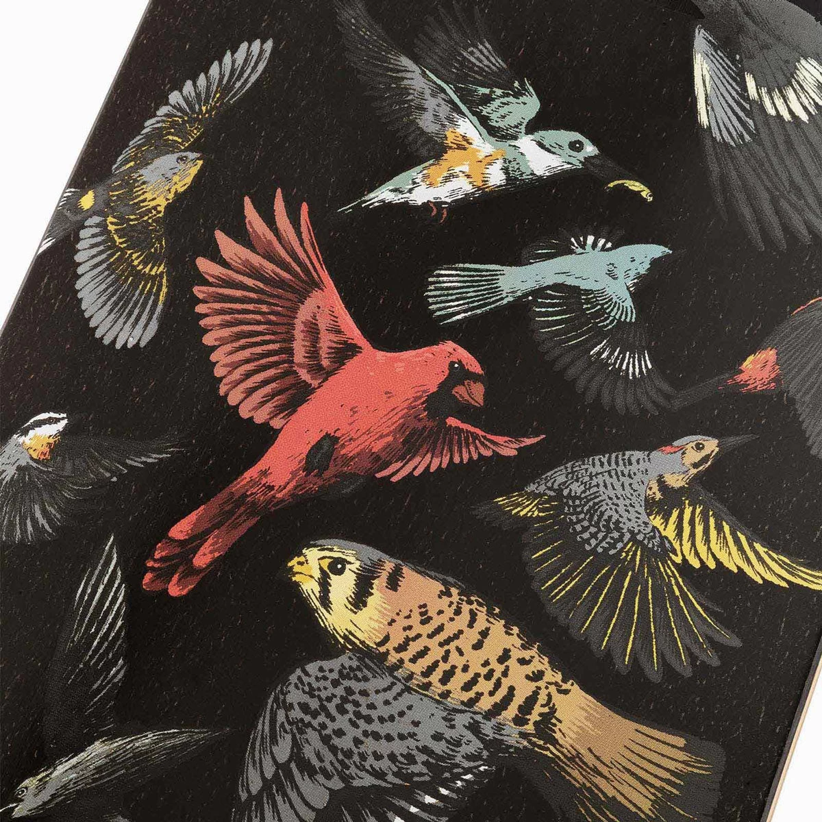 Landyachtz Stratus 46 Sanctuary Pre-Built Longboard Complete 5 Landyachtz Stratus 46 Sanctuary Pre-Built Longboard Complete - Image 3